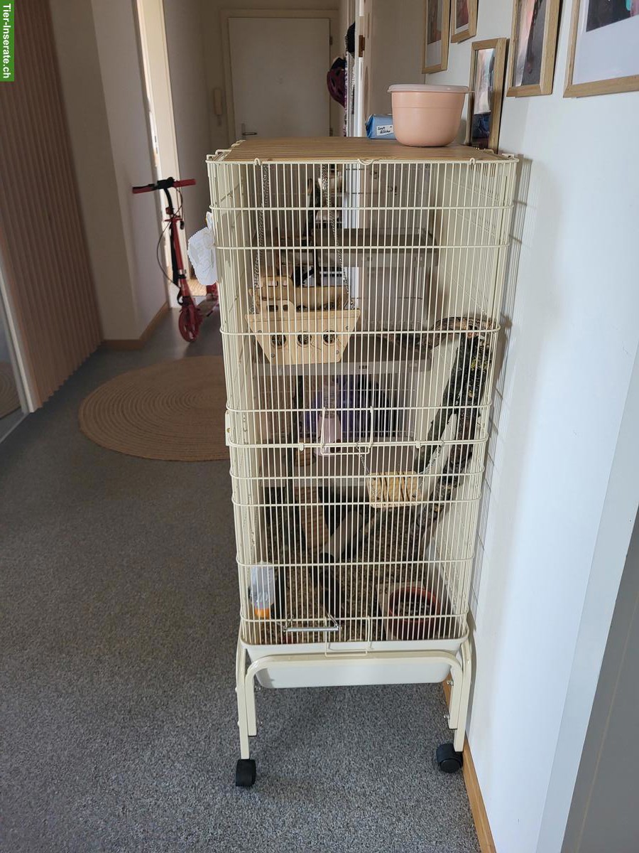 Bild 2: Farbmäuse mit Nagerkäfig und Zubehör zu verkaufen