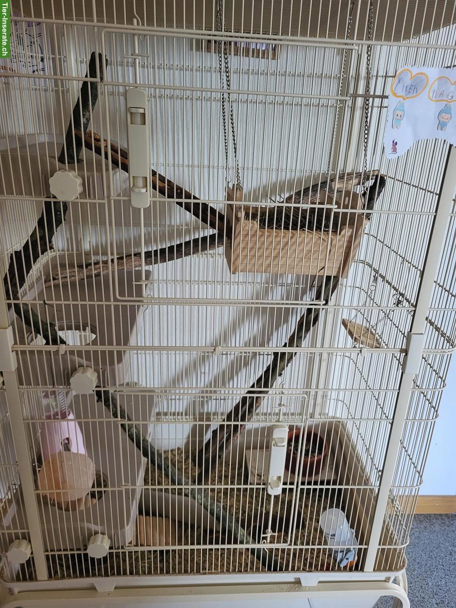 Bild 3: Farbmäuse mit Nagerkäfig und Zubehör zu verkaufen
