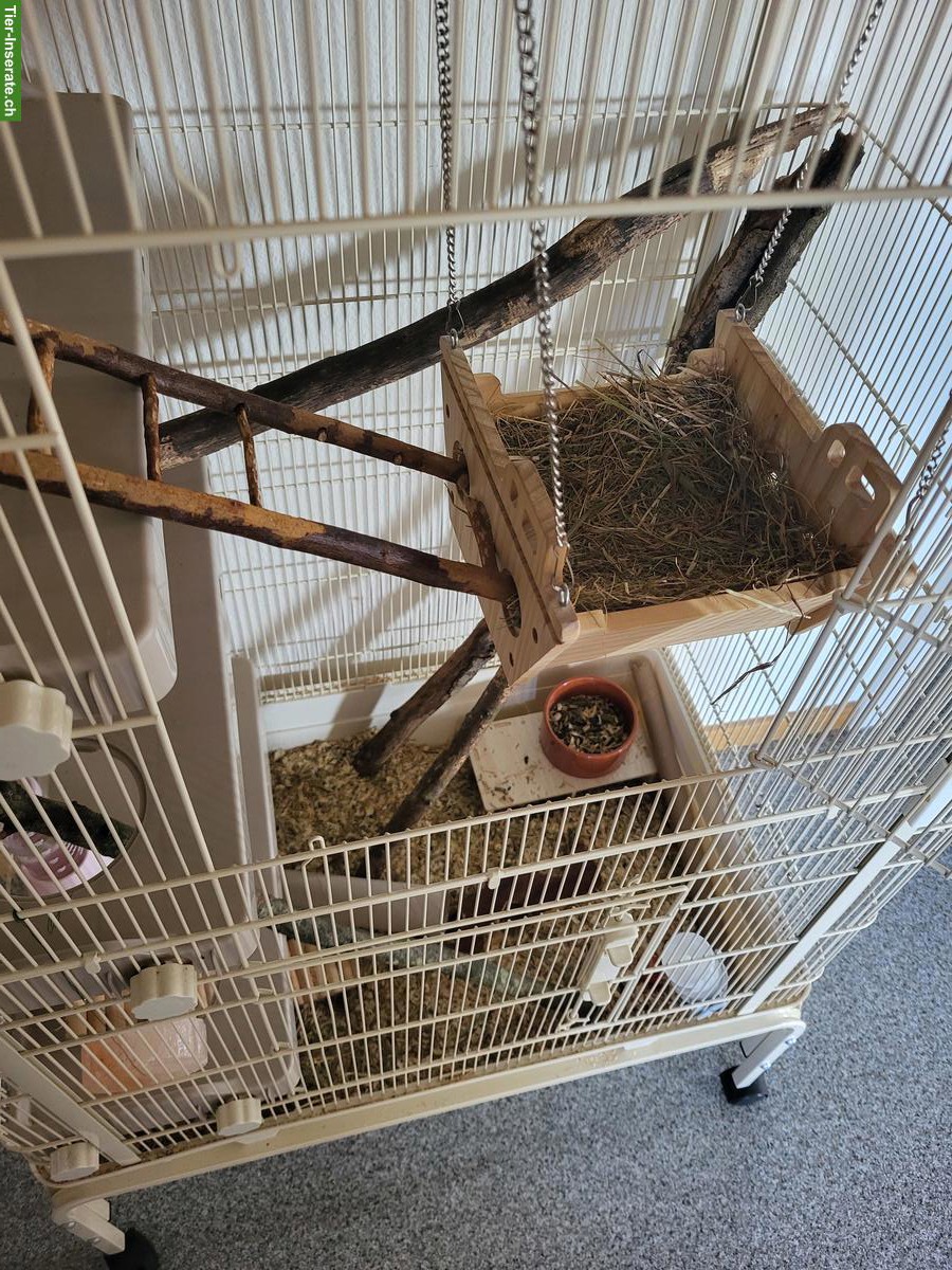 Bild 4: Farbmäuse mit Nagerkäfig und Zubehör zu verkaufen