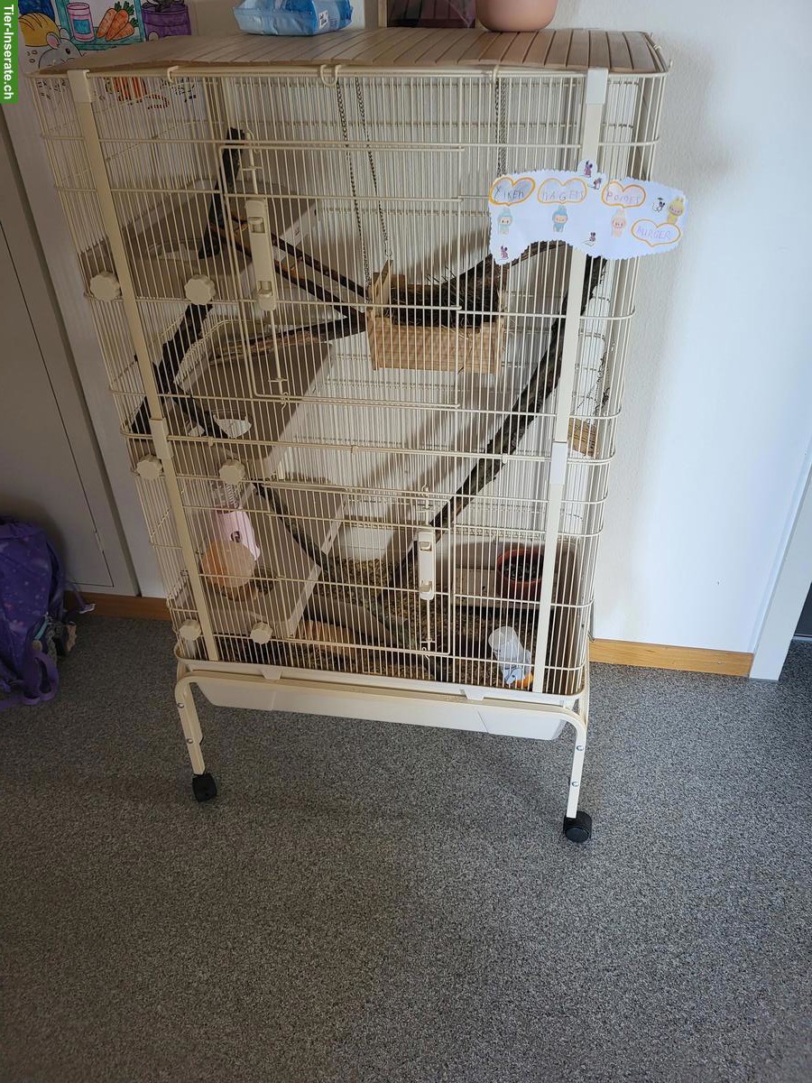 Bild 5: Farbmäuse mit Nagerkäfig und Zubehör zu verkaufen