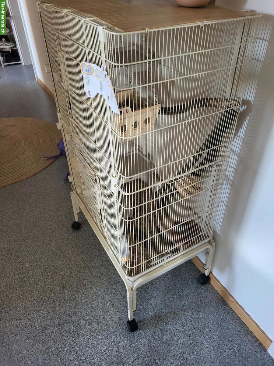 Bild 6: Farbmäuse mit Nagerkäfig und Zubehör zu verkaufen