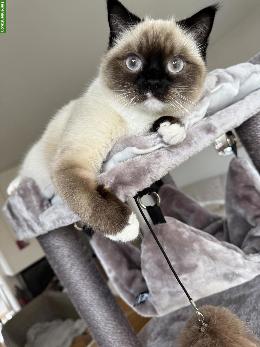 Ragdoll Deckkater gesucht für meine Ragdoll Katze