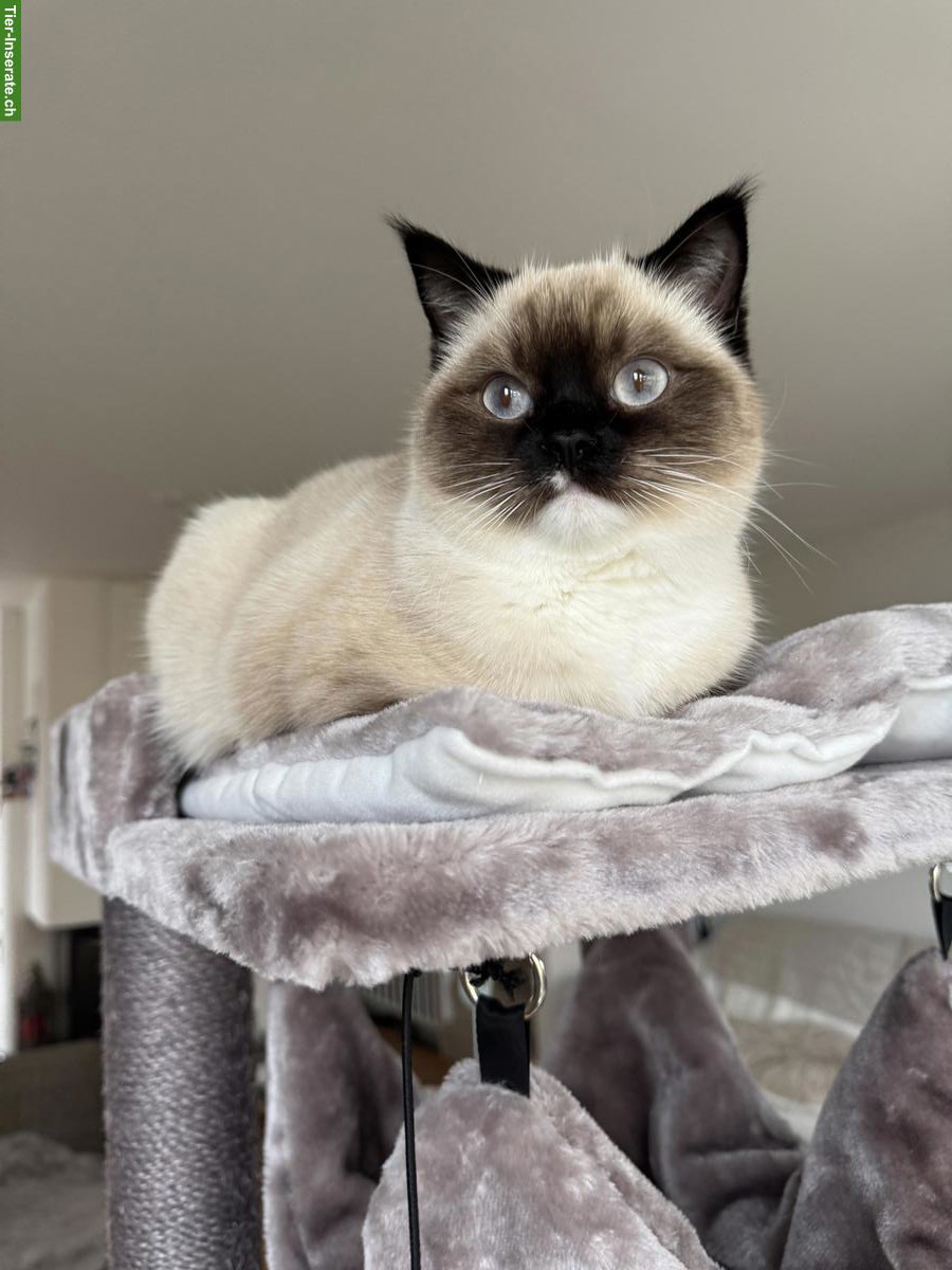 Bild 2: Ragdoll Deckkater gesucht für meine Ragdoll Katze