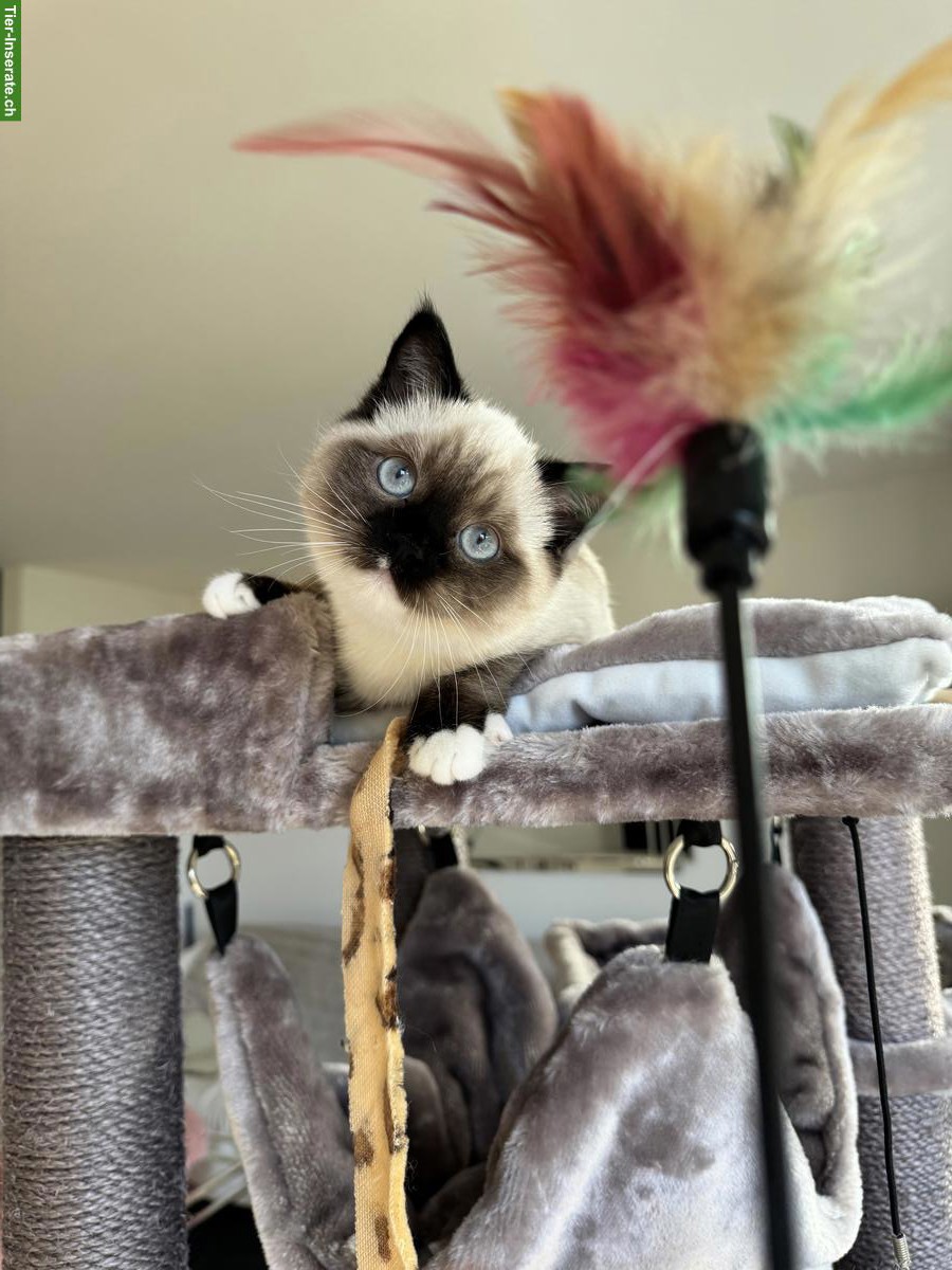 Bild 3: Ragdoll Deckkater gesucht für meine Ragdoll Katze