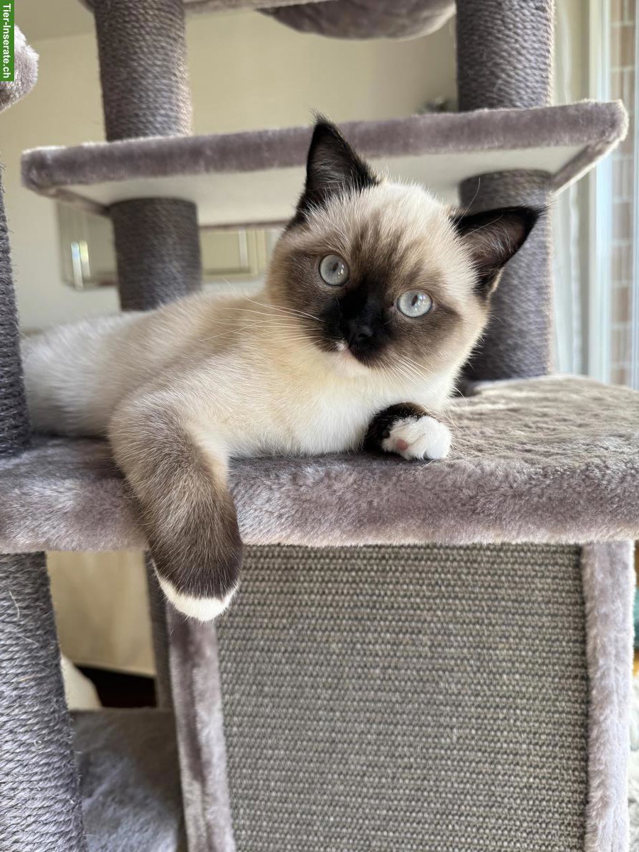 Bild 4: Ragdoll Deckkater gesucht für meine Ragdoll Katze