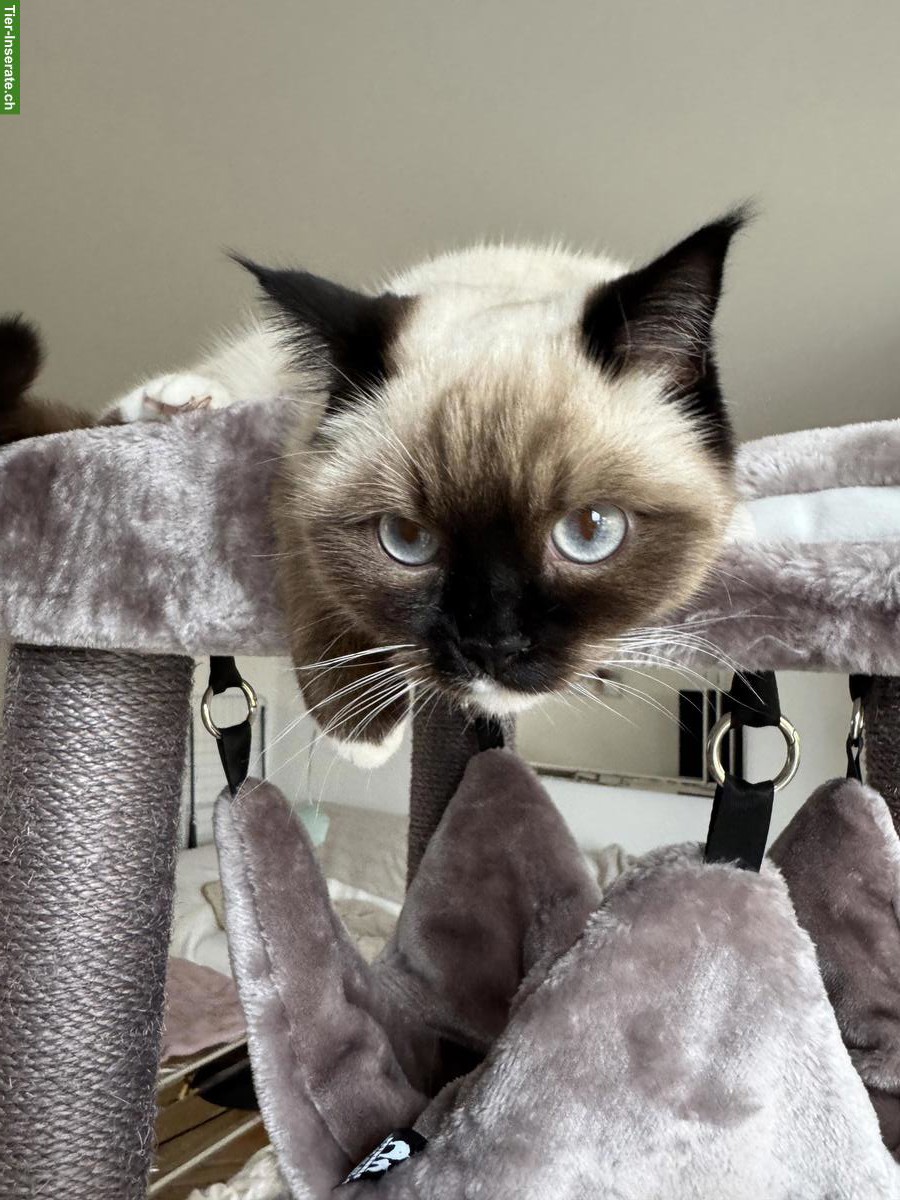 Bild 5: Ragdoll Deckkater gesucht für meine Ragdoll Katze