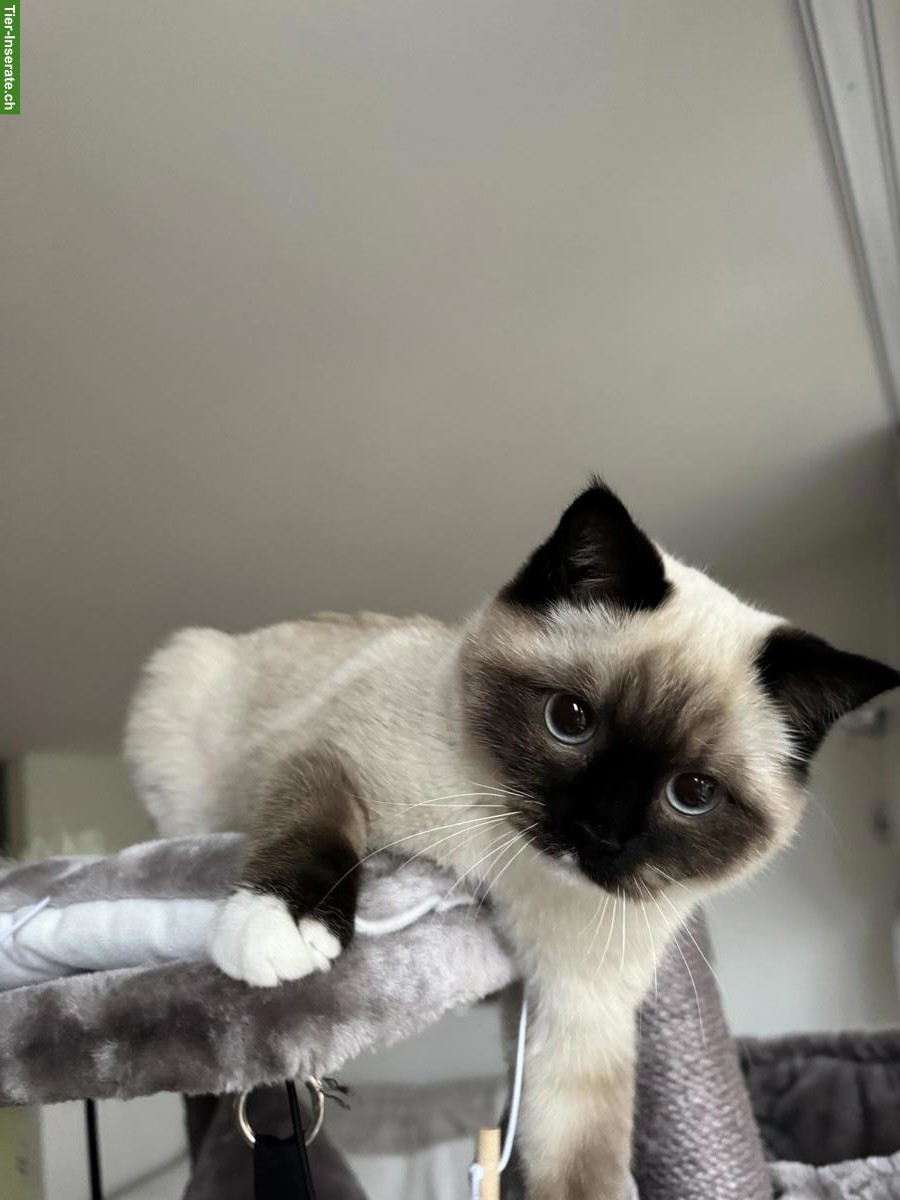 Bild 6: Ragdoll Deckkater gesucht für meine Ragdoll Katze
