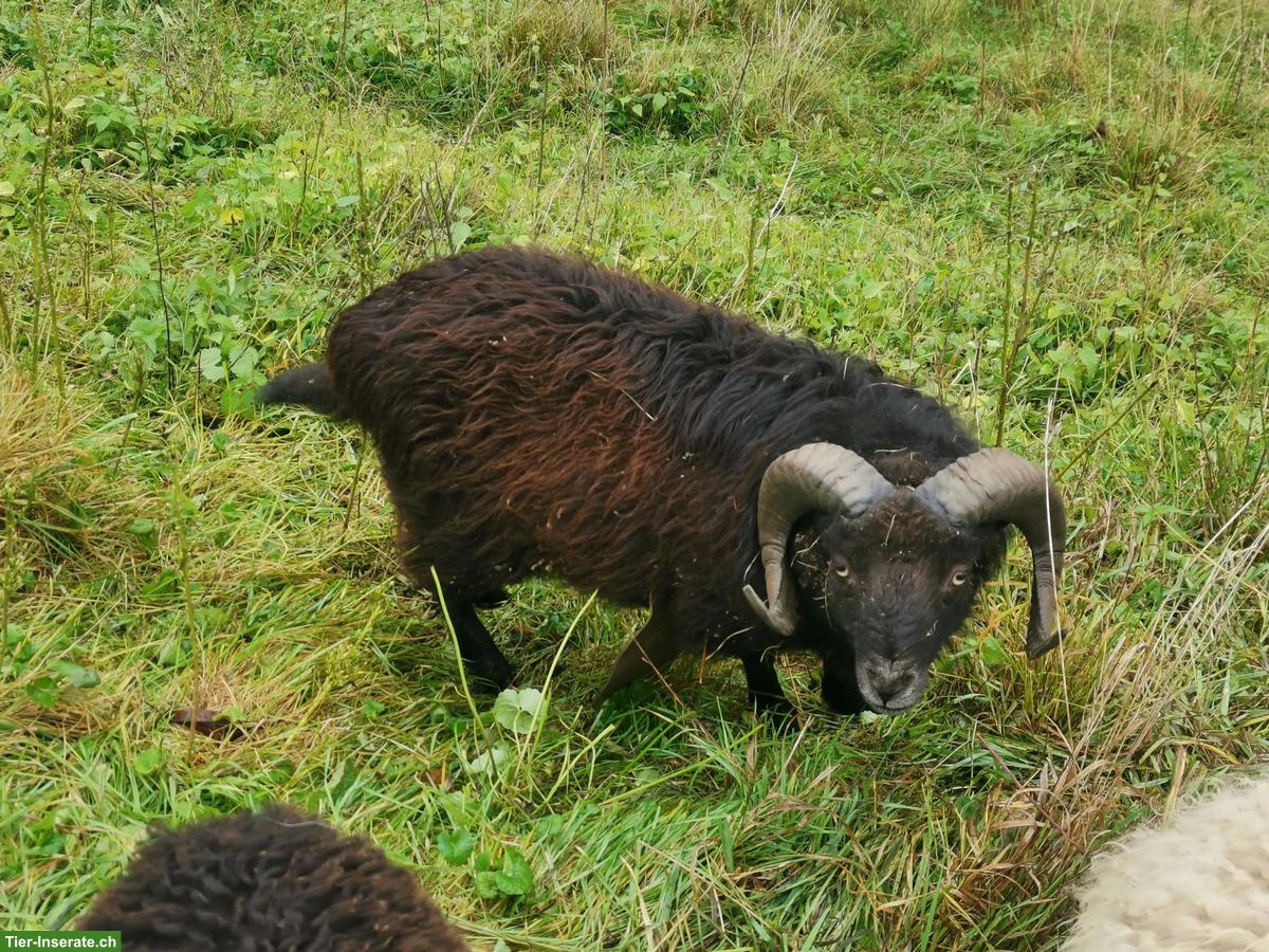 Ouessant Schafe zu verkaufen
