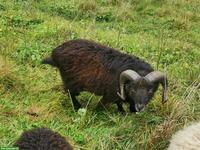 Ouessant Schafe zu verkaufen