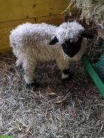 2 junge Walliser Schwarznasenschaf Auen