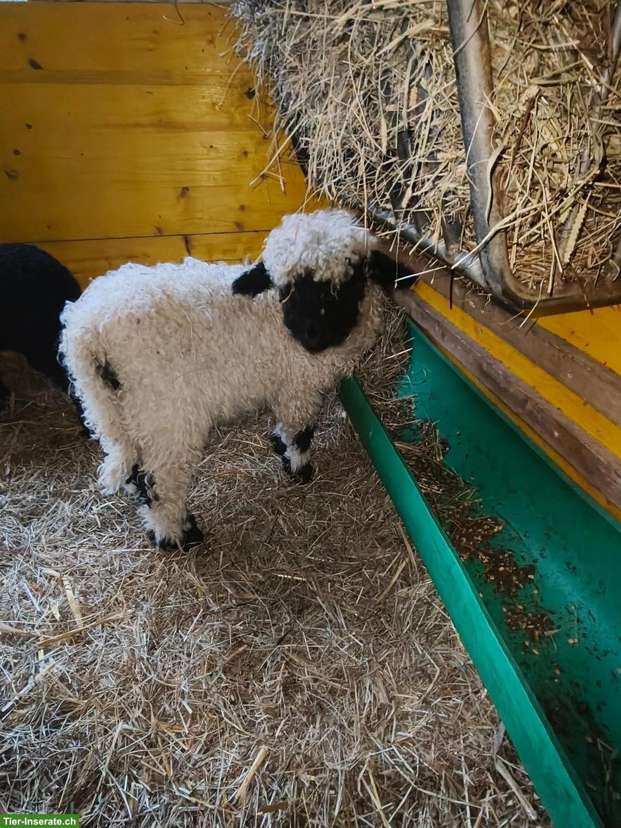 Bild 2: 2 junge Walliser Schwarznasenschaf Auen