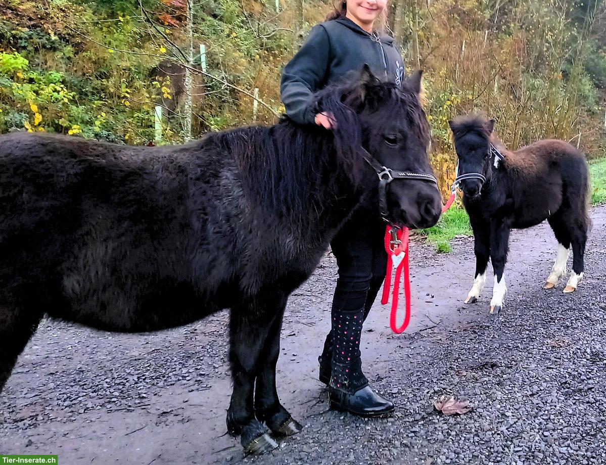Sehr liebe American Mini Horse Stute, 6-jährig