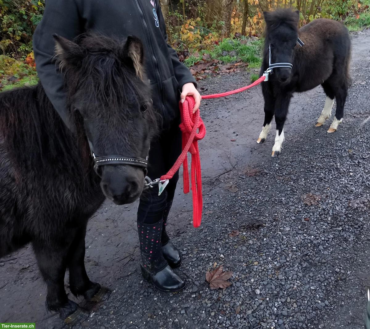 Bild 2: Sehr liebe American Mini Horse Stute, 6-jährig