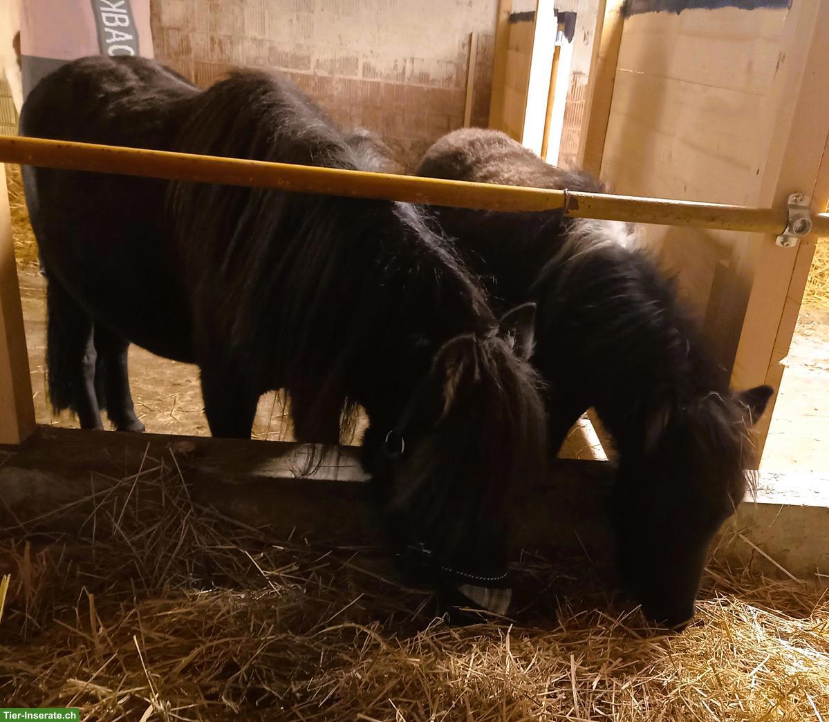 Bild 3: Sehr liebe American Mini Horse Stute, 6-jährig