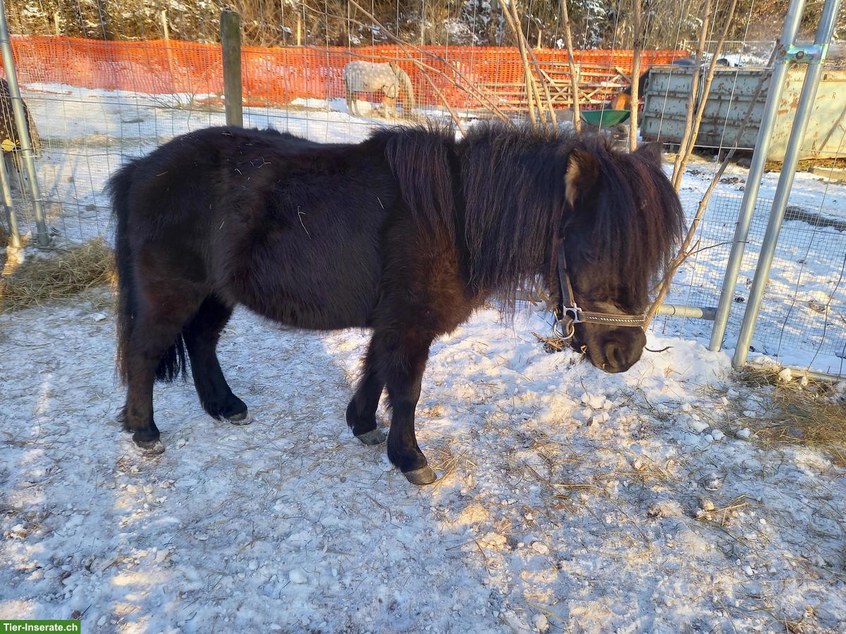 Bild 5: Sehr liebe American Mini Horse Stute, 6-jährig