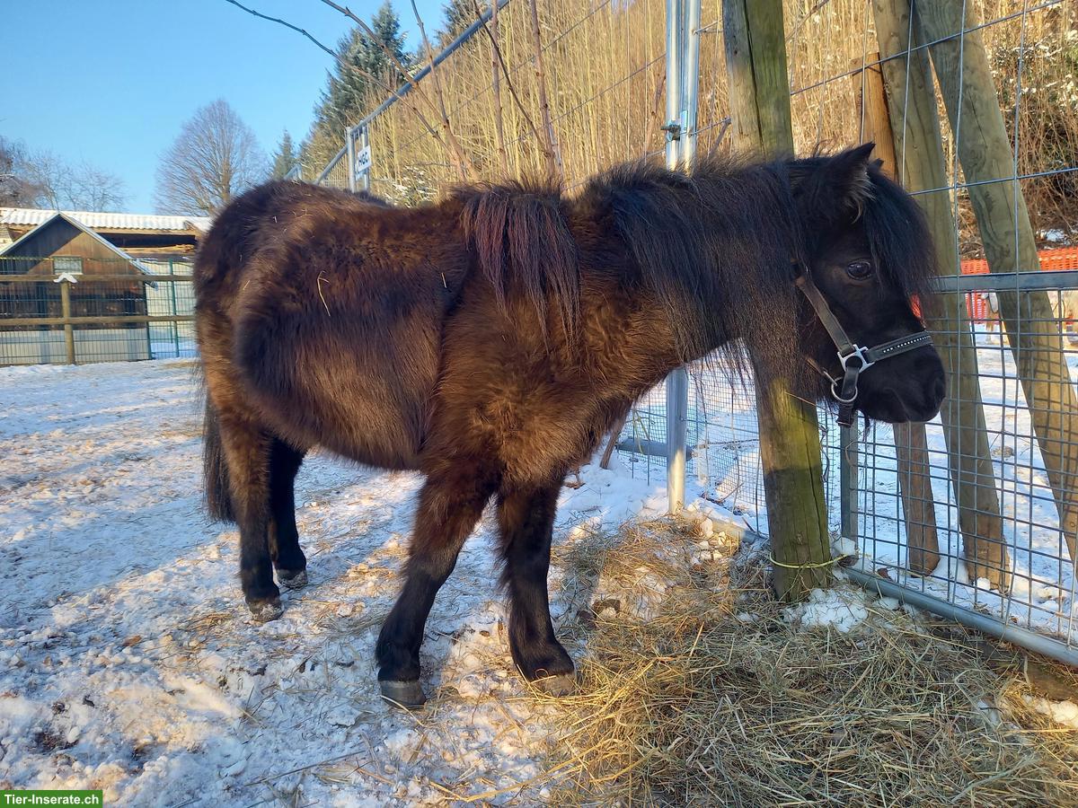 Bild 6: Sehr liebe American Mini Horse Stute, 6-jährig