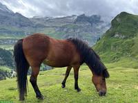 Spazierbeteiligung in Epsach BE für liebe Islandstute 🐴
