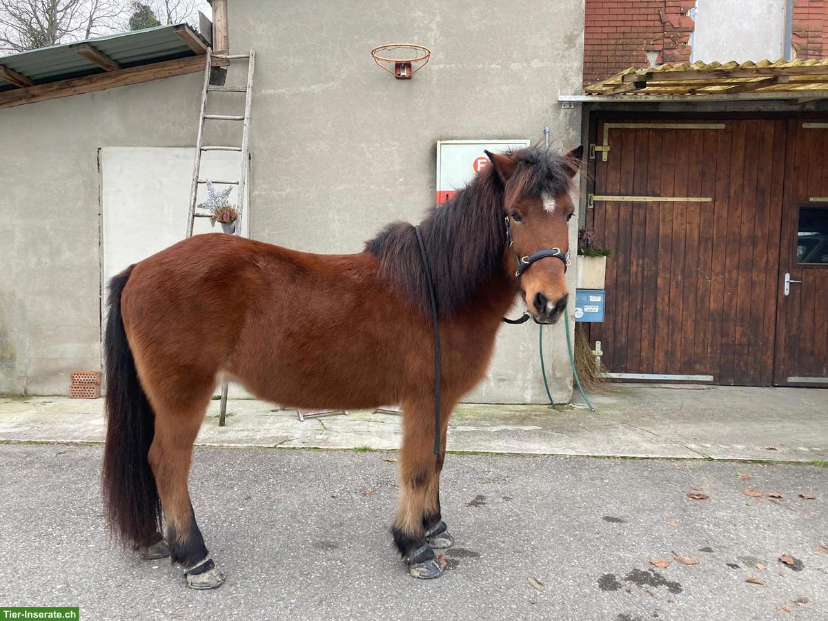 Bild 3: Spazierbeteiligung in Epsach BE für liebe Islandstute 🐴