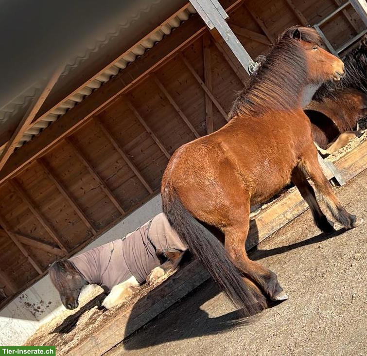 Bild 4: Spazierbeteiligung in Epsach BE für liebe Islandstute 🐴