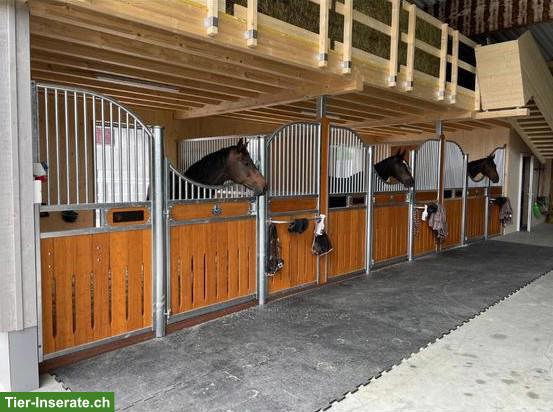 Auslaufboxe frei in Privatstall in Neukirch TG