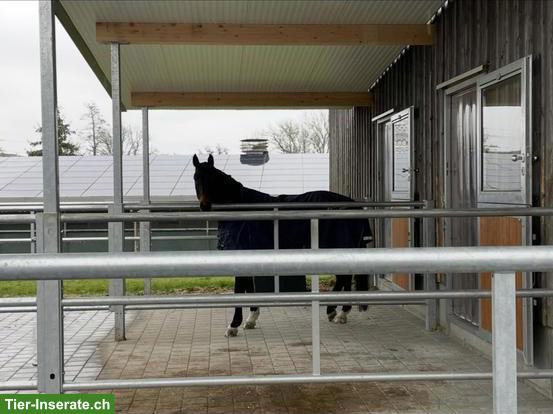 Bild 2: Auslaufboxe frei in Privatstall in Neukirch TG