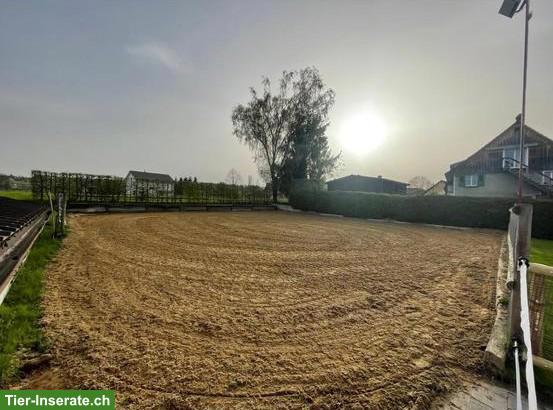 Bild 3: Auslaufboxe frei in Privatstall in Neukirch TG