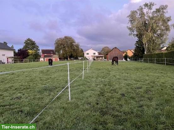 Bild 4: Auslaufboxe frei in Privatstall in Neukirch TG