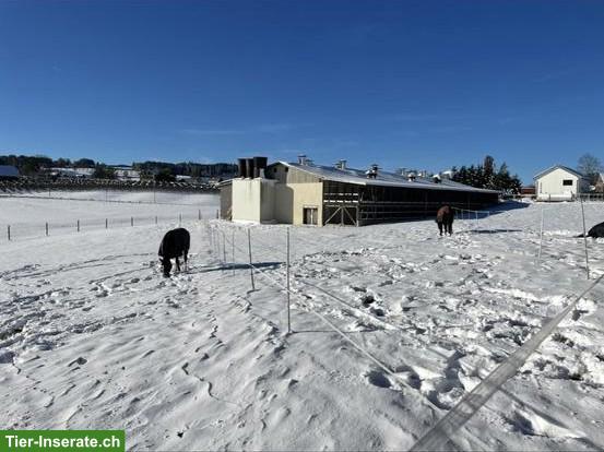 Bild 5: Auslaufboxe frei in Privatstall in Neukirch TG
