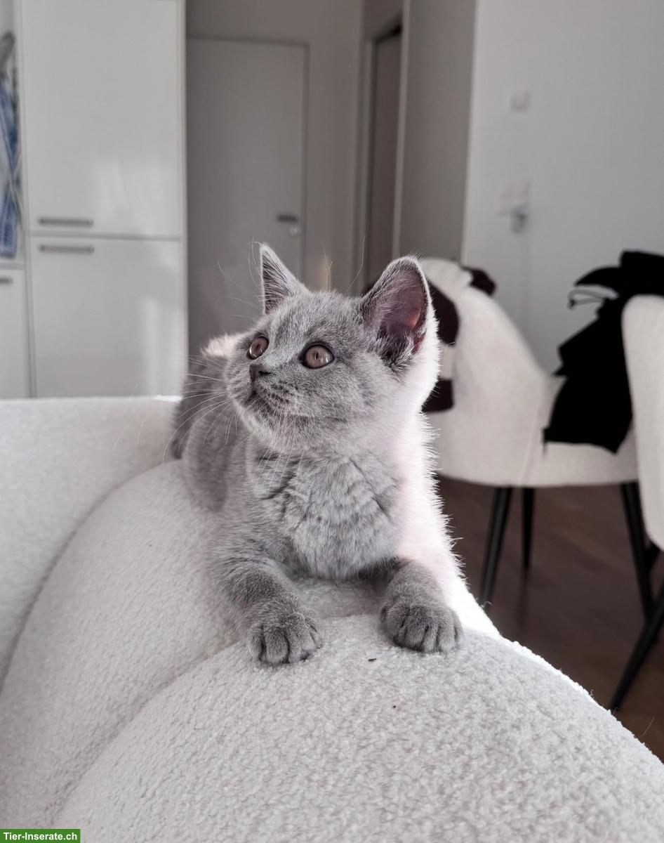 Lilac Britisch Kurzhaar Deckkater - FelV & FiV negativ