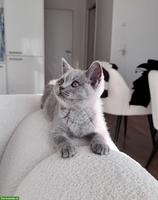 Lilac Britisch Kurzhaar Deckkater - FelV & FiV negativ