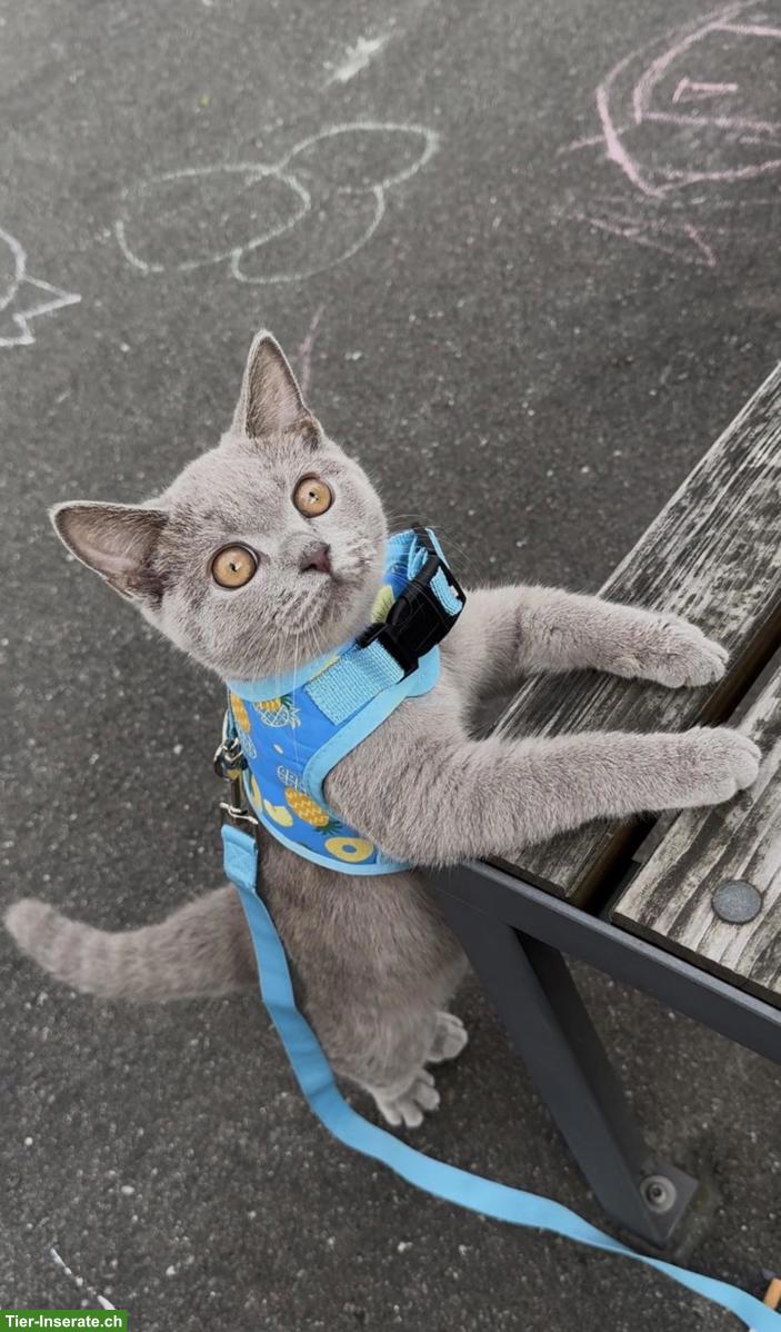 Bild 2: Lilac Britisch Kurzhaar Deckkater - FelV & FiV negativ