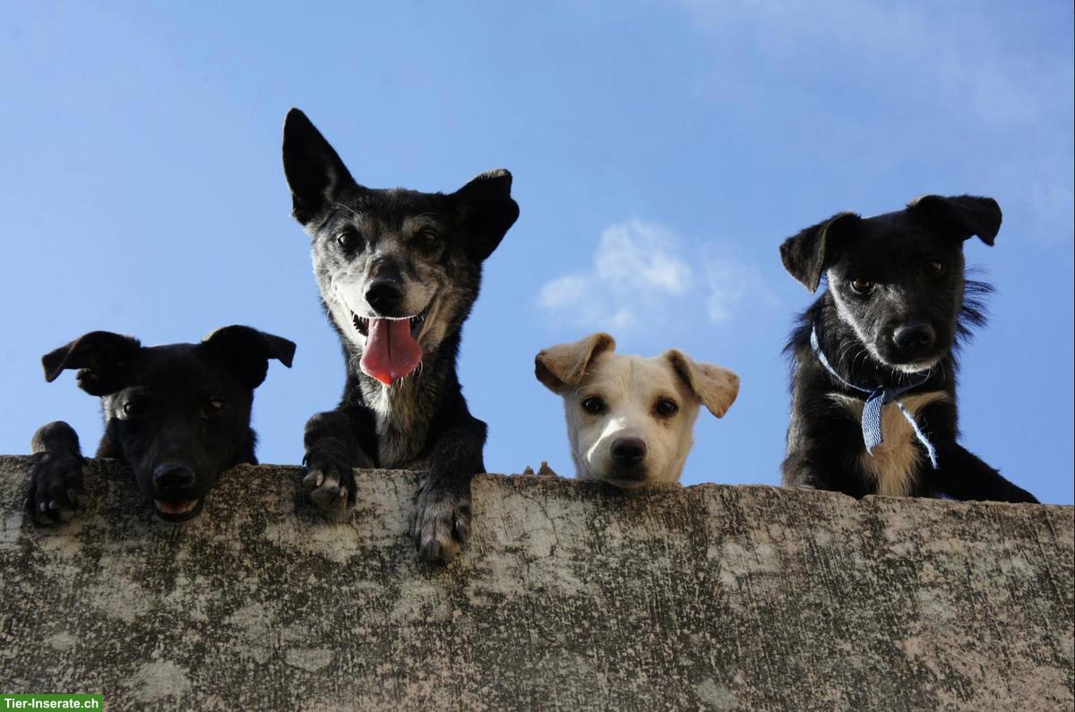 Schluss mit der Angst vor Hunden!