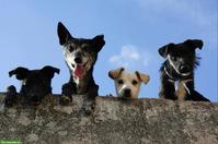 Schluss mit der Angst vor Hunden!