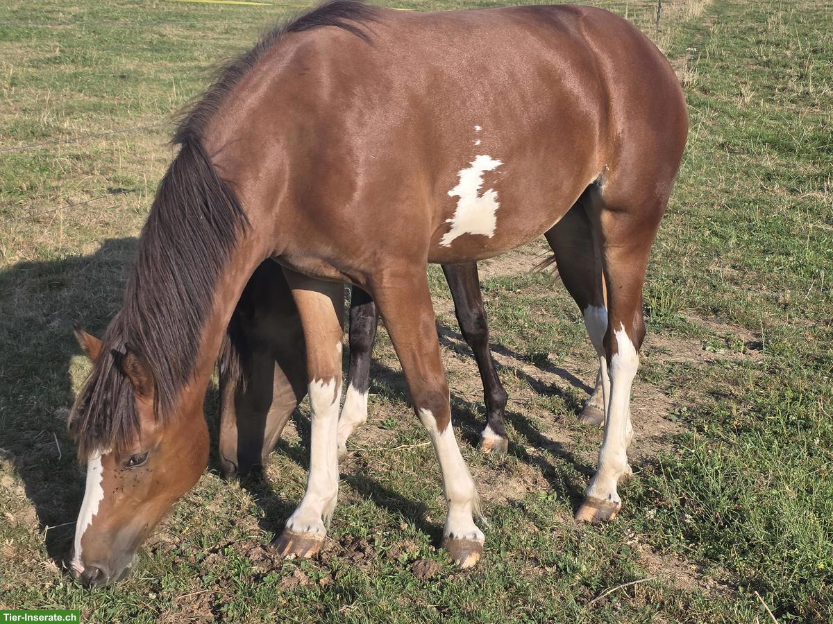 Freiberger Stute, 2-jährig, gefleckt