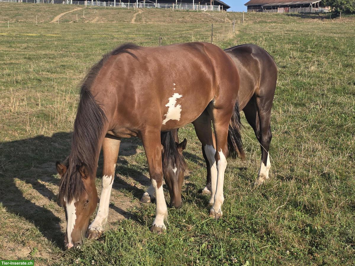 Bild 2: Freiberger Stute, 2-jährig, gefleckt