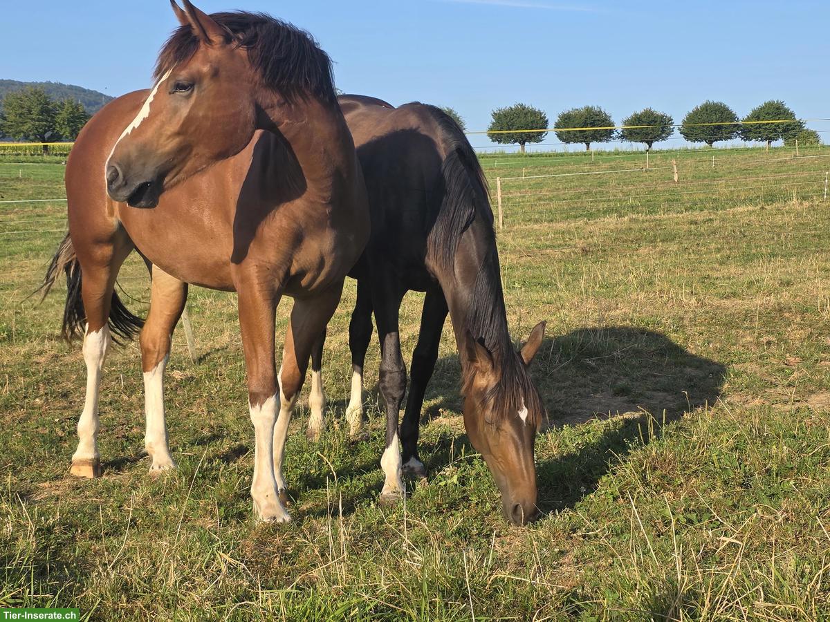 Bild 3: Freiberger Stute, 2-jährig, gefleckt