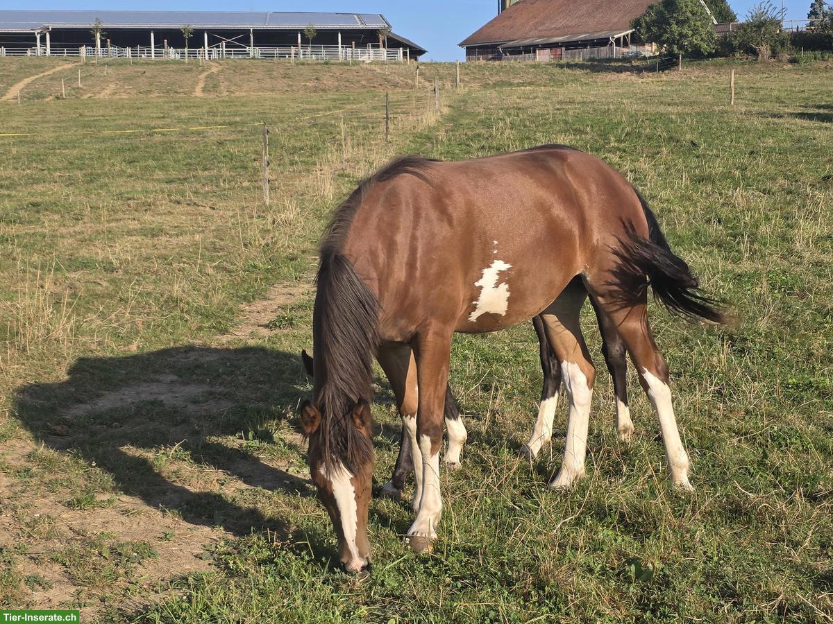 Bild 4: Freiberger Stute, 2-jährig, gefleckt