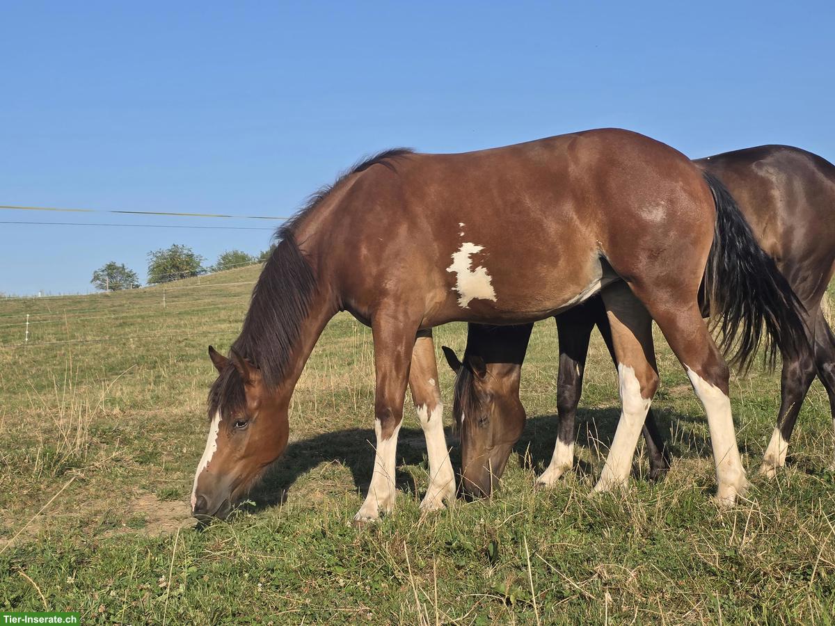 Bild 5: Freiberger Stute, 2-jährig, gefleckt