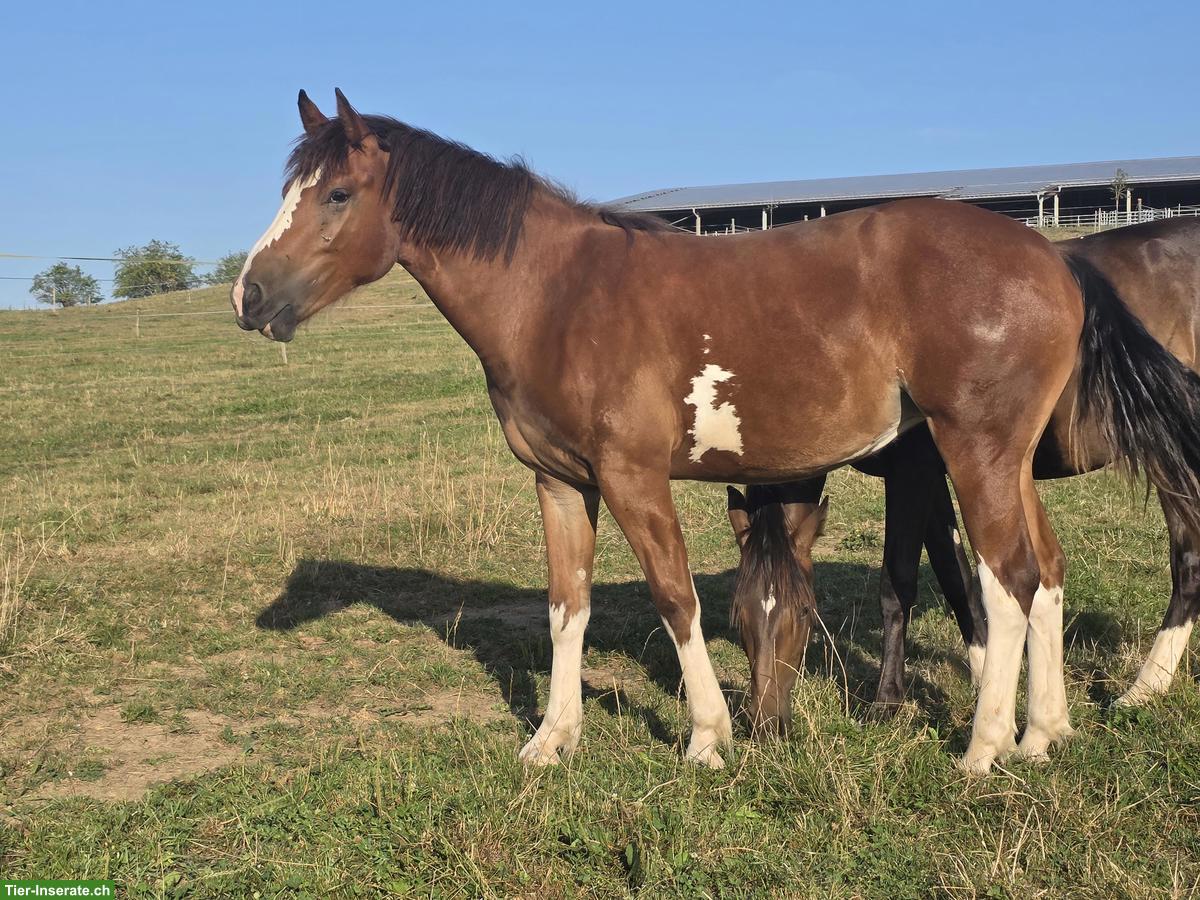 Bild 6: Freiberger Stute, 2-jährig, gefleckt