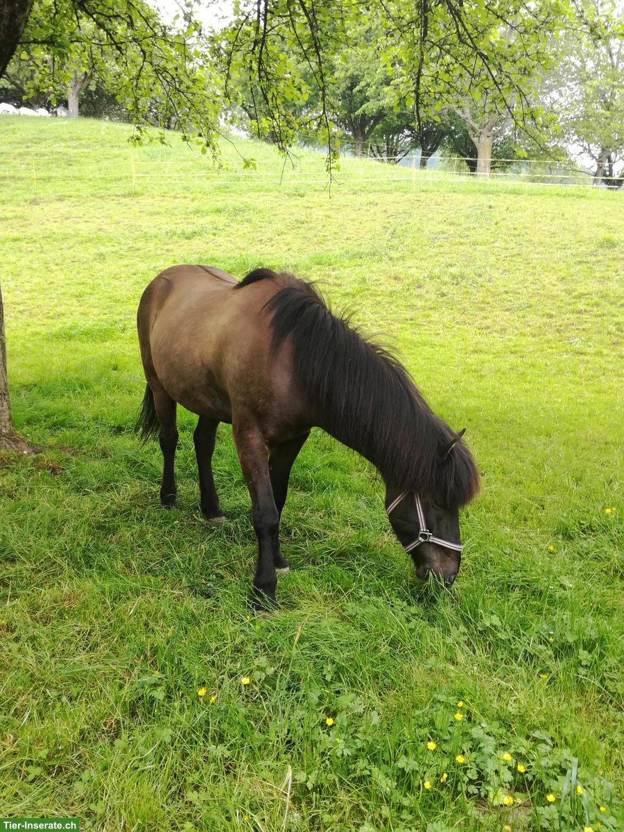 Biete Reitbeteiligung auf Isländer, Kanton St. Gallen
