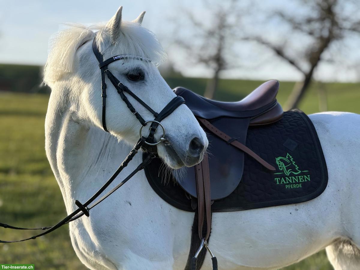 Sportliche Ponystute, 1.35m, top Lehrmeister