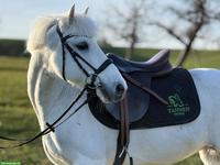 Sportliche Ponystute, 1.35m, top Lehrmeister