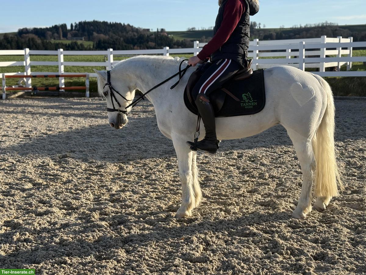 Bild 3: Sportliche Ponystute, 1.35m, top Lehrmeister