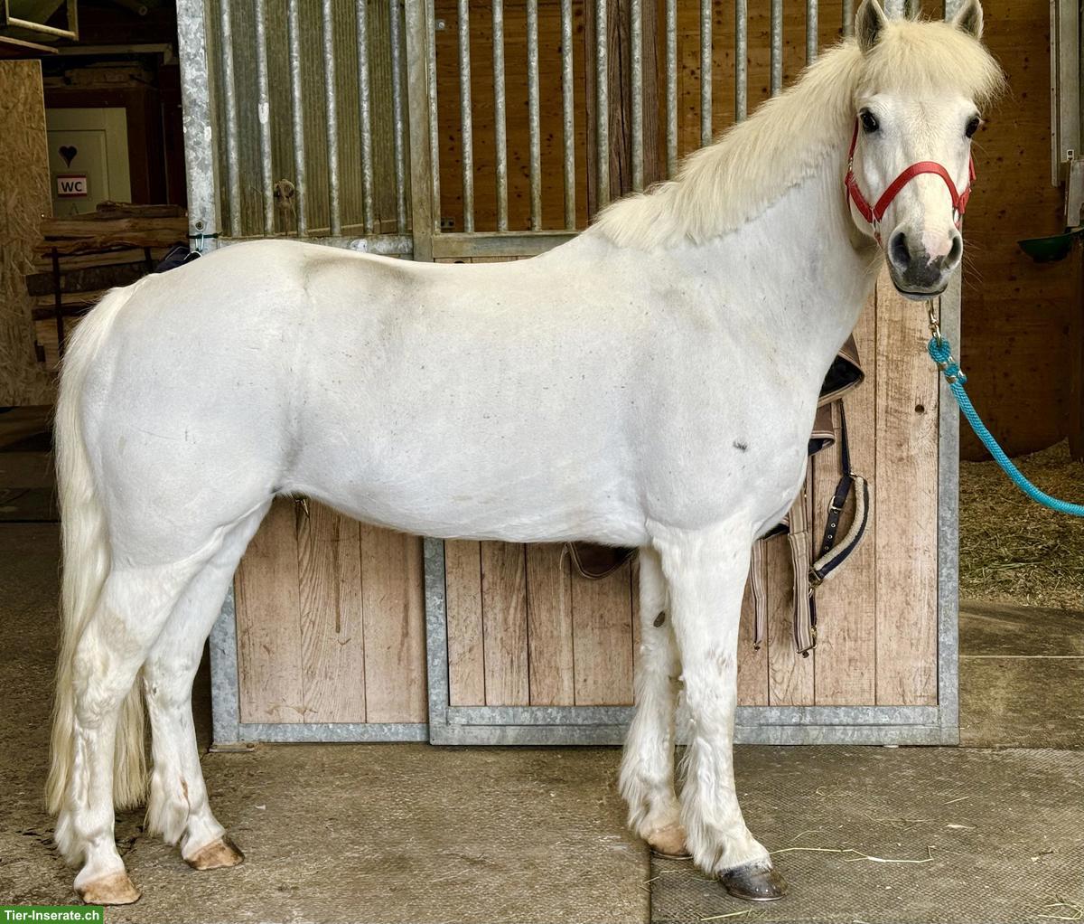 Bild 4: Sportliche Ponystute, 1.35m, top Lehrmeister
