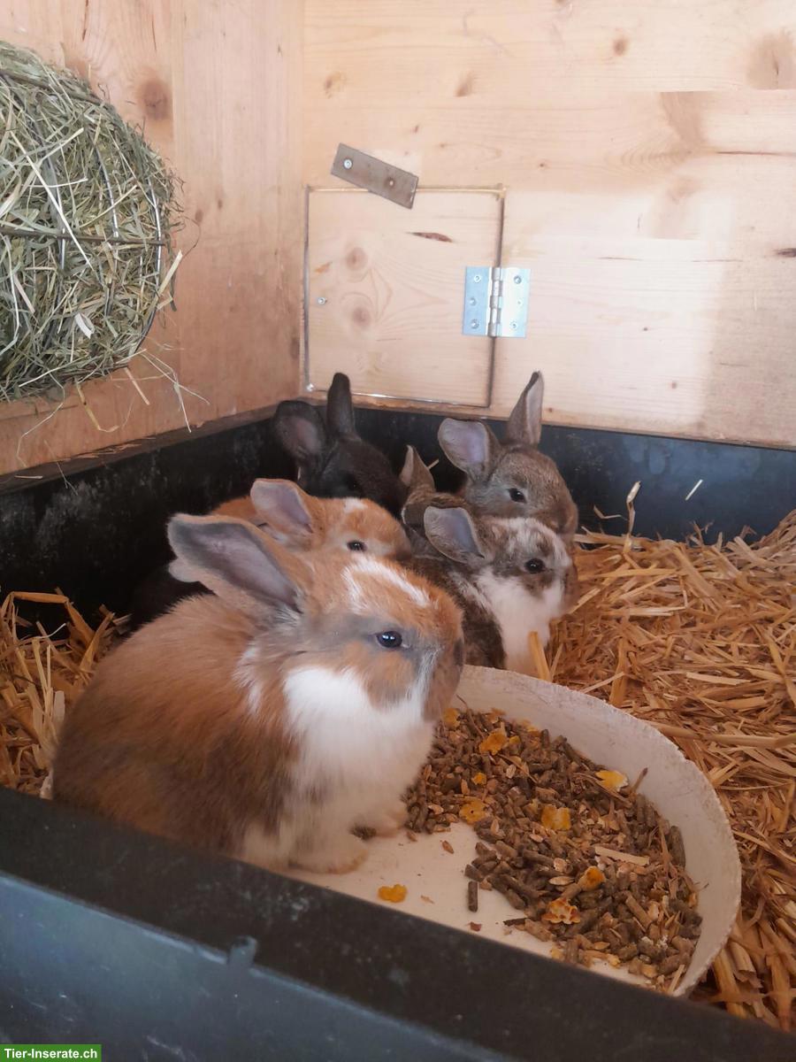 Reinrassige Französische Widder Kaninchen