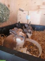 Reinrassige Französische Widder Kaninchen