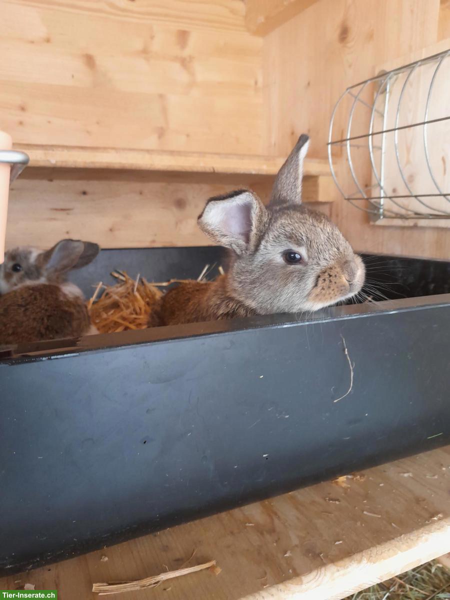 Bild 3: Reinrassige Französische Widder Kaninchen