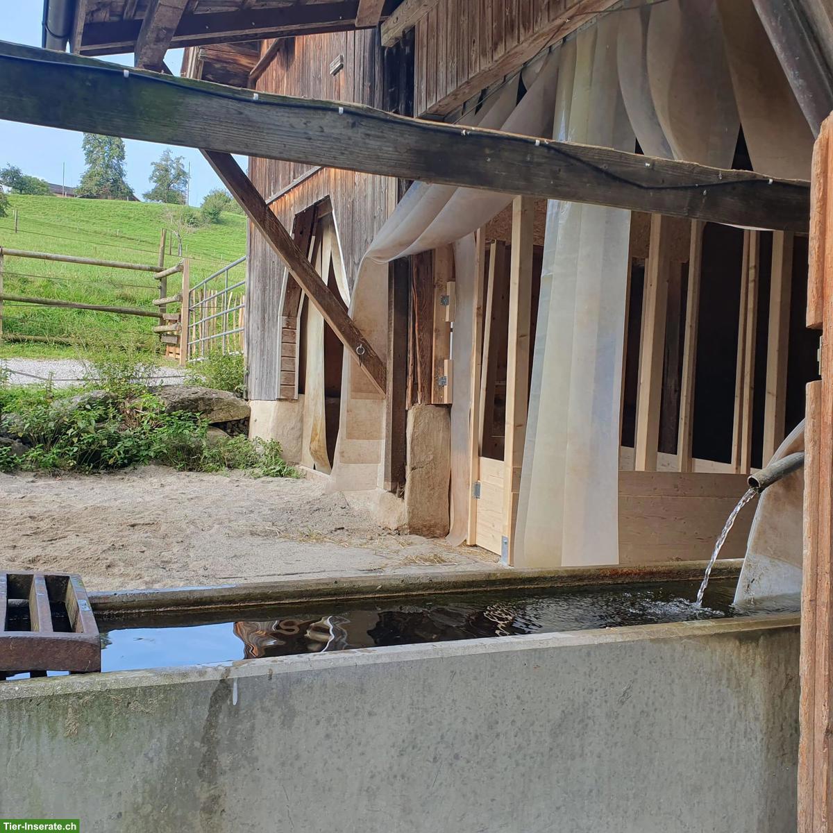 Freie Pferdepensions- und Ausbildungsplätze in Horgen ZH