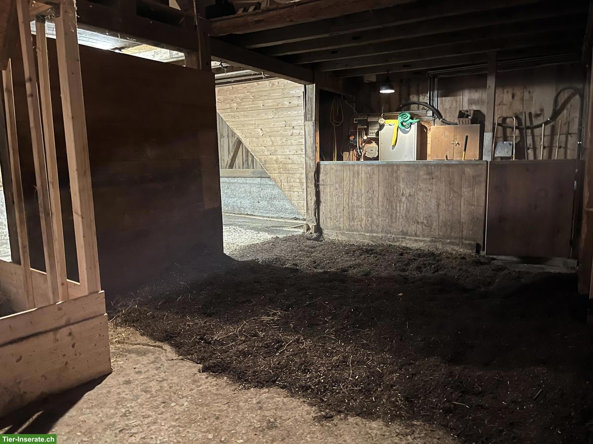 Bild 10: Freie Pferdepensions- und Ausbildungsplätze in Horgen ZH