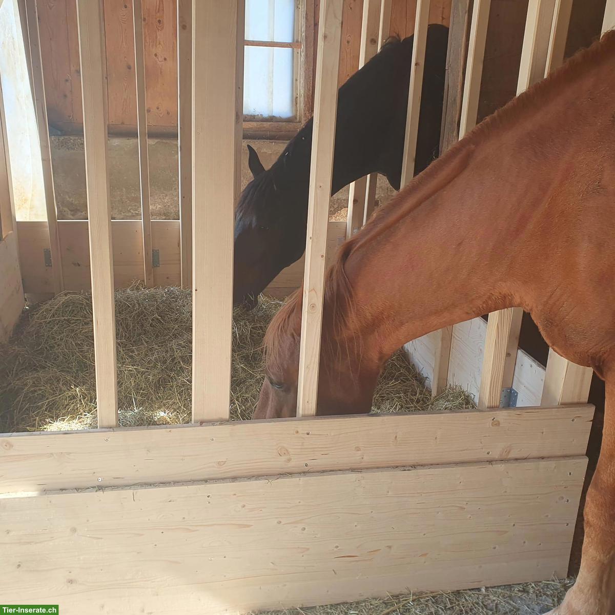 Bild 2: Freie Pferdepensions- und Ausbildungsplätze in Horgen ZH